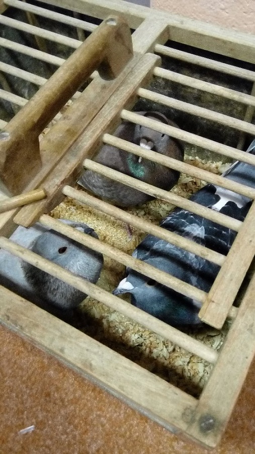 216209891img20151016075408[1]